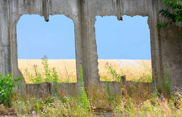 Field of ripe wheat view through a punched hole