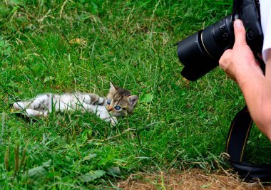 Fotoğrafçı için kedi pozları.