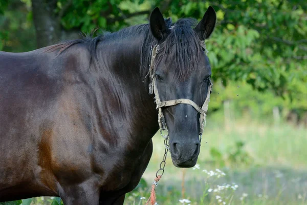 Cavalo em um pasto em tempo brilhante — Fotografia de Stock