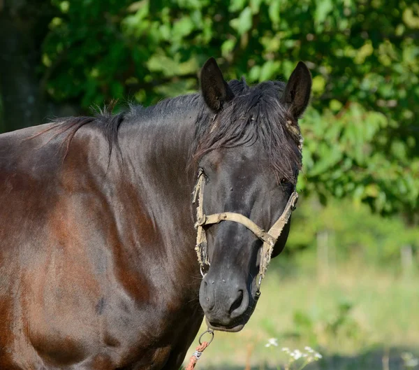 Cavalo em um pasto em tempo brilhante — Fotografia de Stock