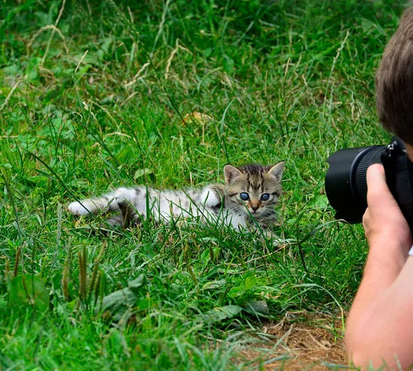 Fotoğrafçı için kedi pozları. — Stok fotoğraf