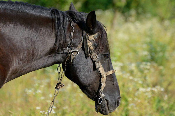 Лошадь на пастбище в ясную погоду
