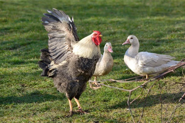 Un gallo aletea sus alas y grita —  Fotos de Stock