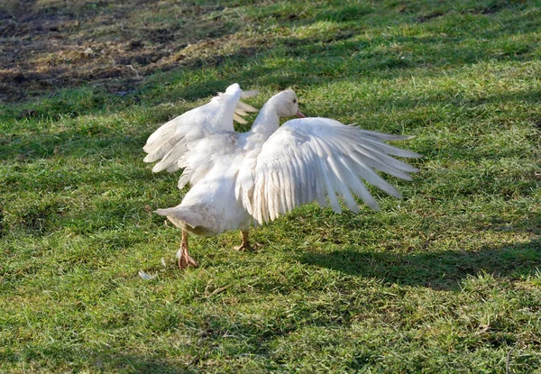 Canard musqué, cygne muet, drake rides pour le décollage — Photo