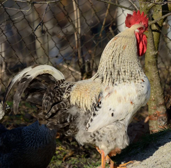 Gyönyörű nagy fehér kakas a faluban — Stock Fotó