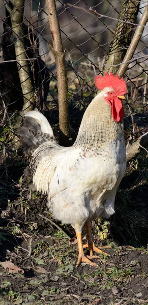 Gyönyörű nagy fehér kakas a faluban — Stock Fotó