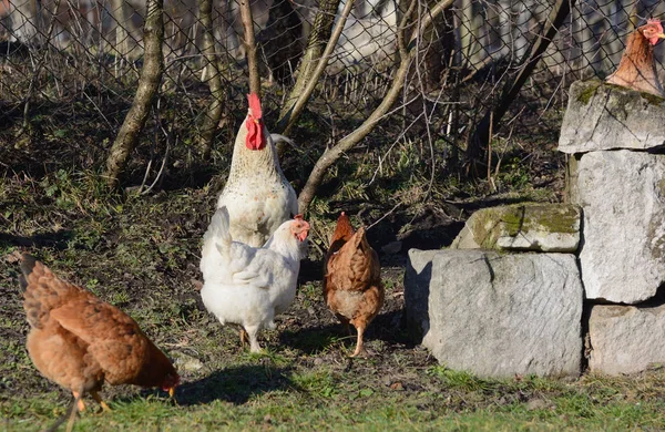 Bella grande cazzo bianco con galline — Foto Stock
