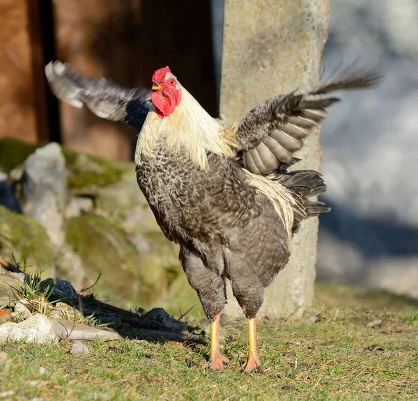 A cock flaps its wings and yells — 스톡 사진