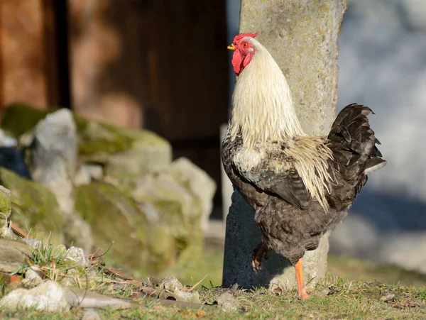 A cock flaps its wings and yells — Stock Photo, Image