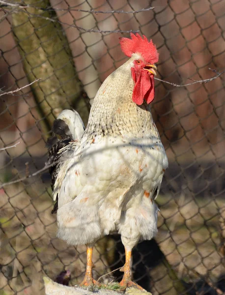 Gyönyörű nagy fehér kakas a faluban — Stock Fotó