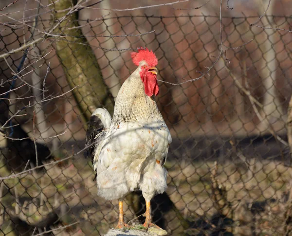 Güzel büyük beyaz horoz köyde — Stok fotoğraf