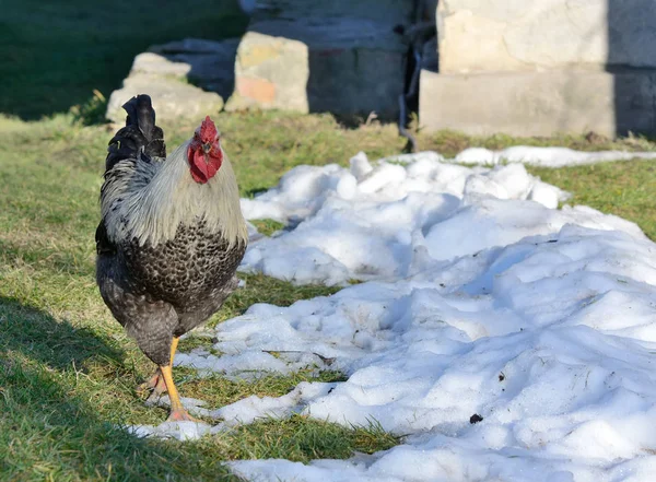 Gyönyörű nagy fehér kakas a faluban — Stock Fotó