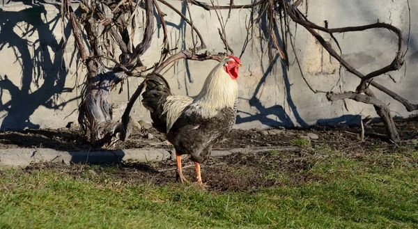 Bella grande gallo bianco nel villaggio — Foto Stock