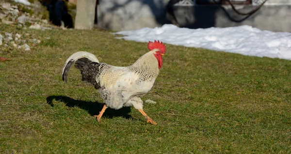 Gallo corre su erba verde — Foto Stock