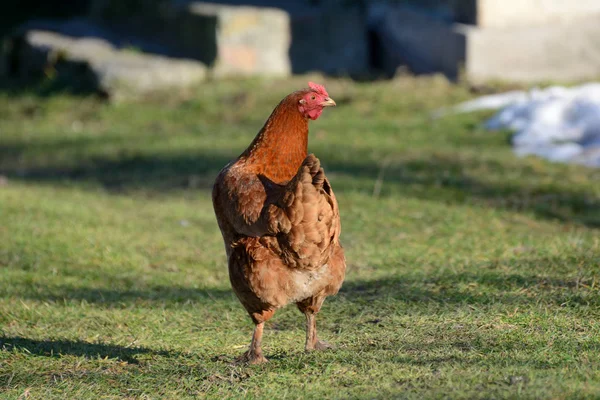 Red chicken walks in the countryside — Stock Photo, Image