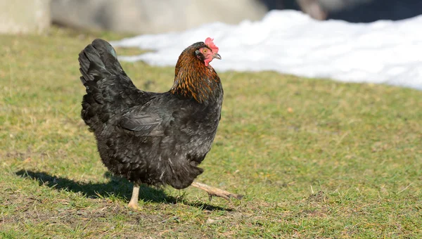 Fekete csirke sétál a fűben. — Stock Fotó