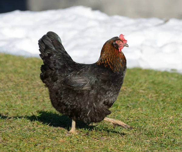 Pollo nero cammina sull'erba — Foto Stock