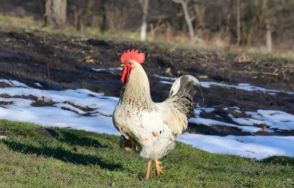 Beautiful big white rooster in the village — Stock Photo, Image