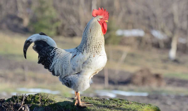 Güzel büyük beyaz horoz köyde — Stok fotoğraf