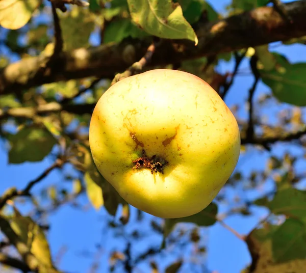 庭の枝でジューシーなリンゴを熟す — ストック写真