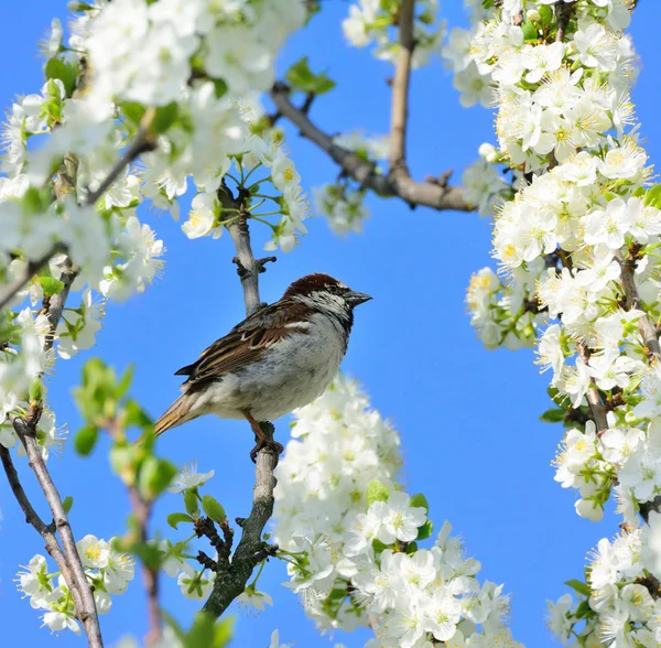 Sparrow and apple blossoms in spring — Stock Photo, Image