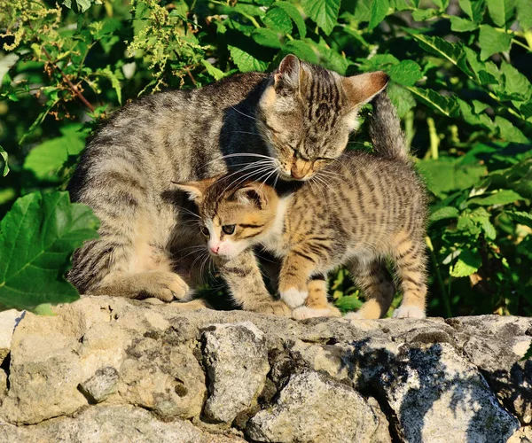 Pequeno gatinho gozando com sua mãe — Fotografia de Stock