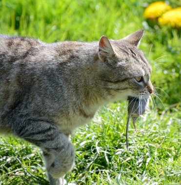 Dişinde fare olan kedi.
