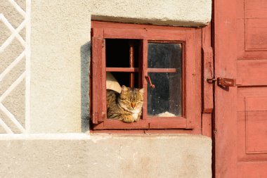 Kedi pencerede dinleniyor.