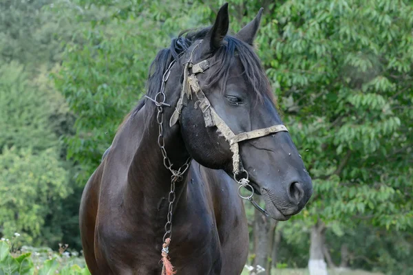 Černý kůň na pastvinách stojí — Stock fotografie