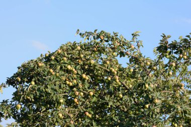 Elma ağacındaki yeşil elmalar