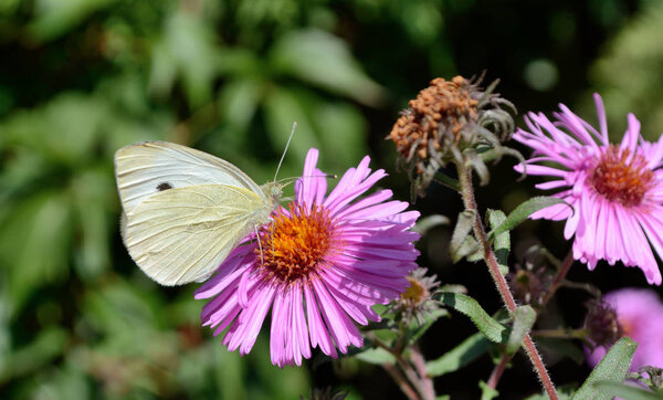 Lilac Chrysanthemums with Butterfly