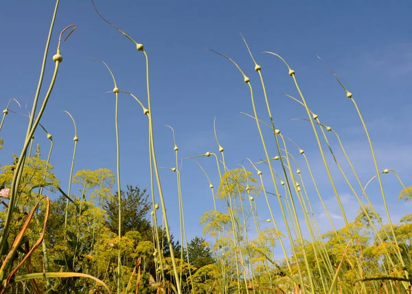 Garlic flower. Flower shoots against the sky.