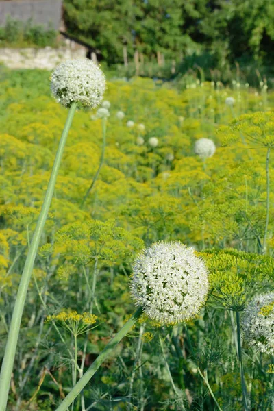 Garlic flower. Spherical flowering of garlic.