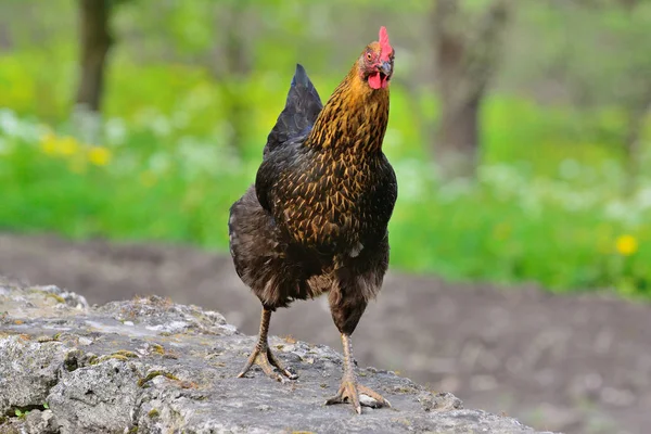 A chicken walks along a stone path — Stock Photo, Image