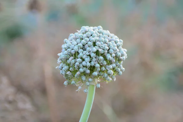 Garlic flower. Spherical flowering of garlic.