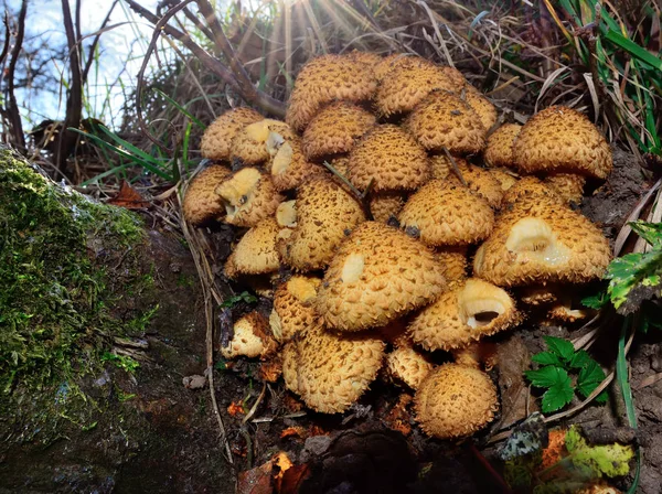 Miele agarico.Un sacco di agarici miele su un ceppo — Foto Stock