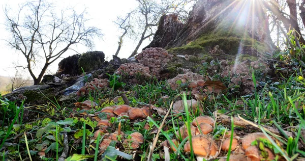 Honig Agaric.eine Menge Honig Agarics auf einem Baumstumpf — Stockfoto