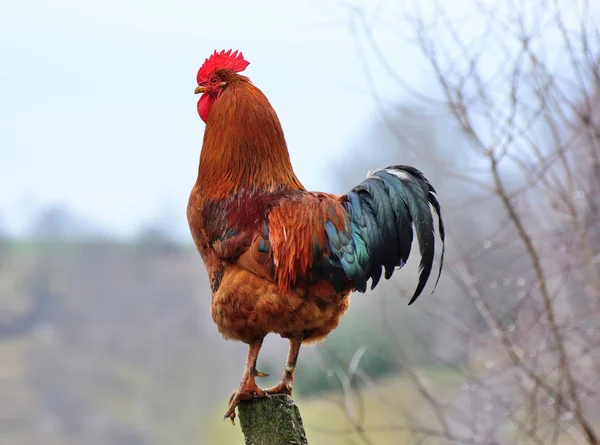 Cock on the fence — Stock Photo, Image