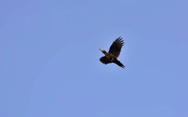 Yellow, or black woodpecker (lat. Dryocopus martius) - a forest