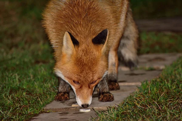 Le renard est venu au village pour manger — Photo