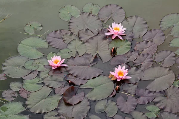 Rosa Seerose und Lotus im See — Stockfoto