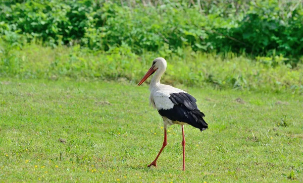 Une cigogne marche et cherche de la nourriture sur le terrain — Photo