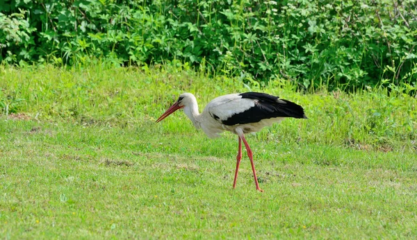 Une cigogne marche et cherche de la nourriture sur le terrain — Photo