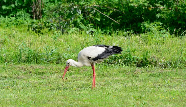 A stork walks and looks for food on the field — 스톡 사진