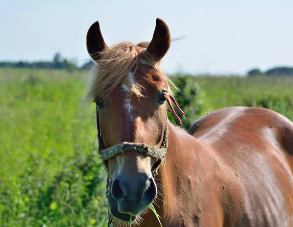 Cavalo vermelho no pasto fica — Fotografia de Stock