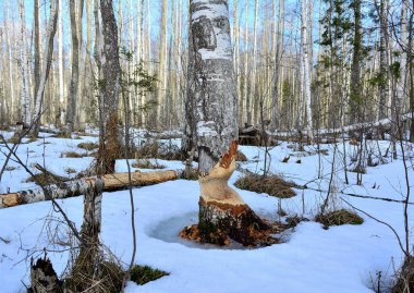 Bataklıktaki huş ağacında taze kunduz izleri.