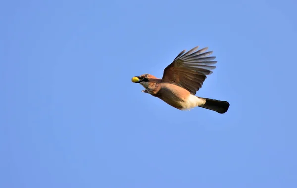 Eurasian Jay carrega bolotas em seu bico — Fotografia de Stock