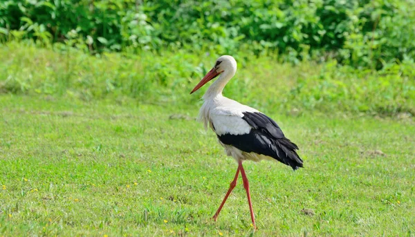 Cigogne dans la prairie à la recherche de nourriture — Photo