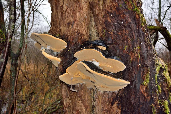 Ganoderma süd (ganoderma australe). der Hut auf diesem Artikel ist fl — Stockfoto