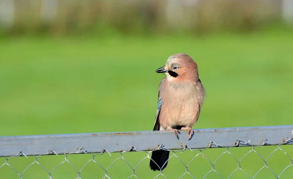 Eurasian jay is sitting at the gate — Stock Photo, Image